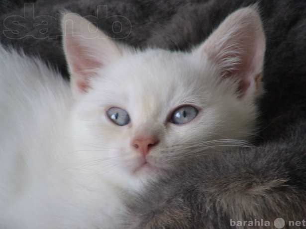 Продам: Шотланский белый котик