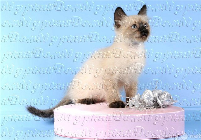 Продам: Роскошный королевский тайский котик
