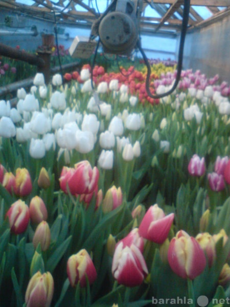 Продам: Тюльпаны к 8 марта оптом и в розницу