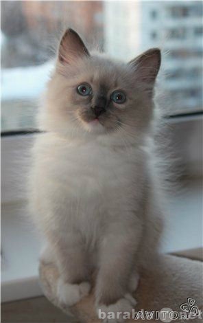 Продам: Сибирские (невские маскарадные) котята