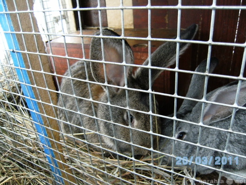 Продам: Продам кроликов породы фландер+великан
