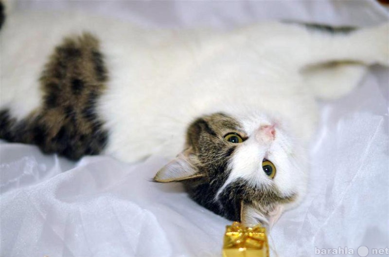 Отдам даром: Лучик- молодой котик в дар