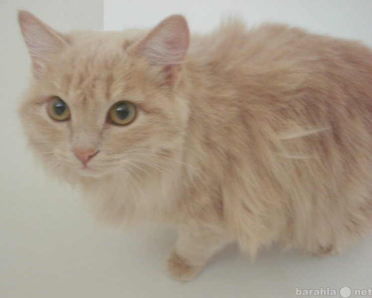 Отдам даром: Сибирского котика песочного цвета