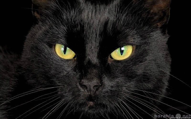 Отдам даром: Черная кошка