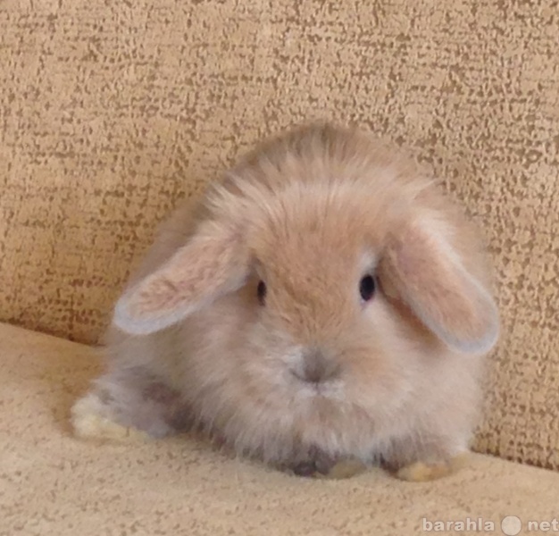 Продам: кролик