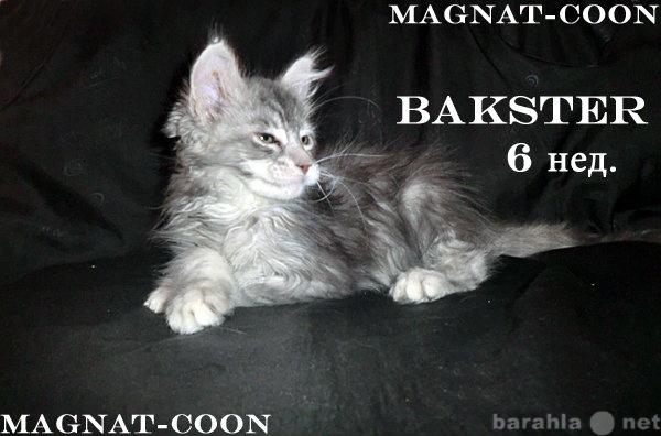 Продам: Котята Гиганты породы Мейн Кун