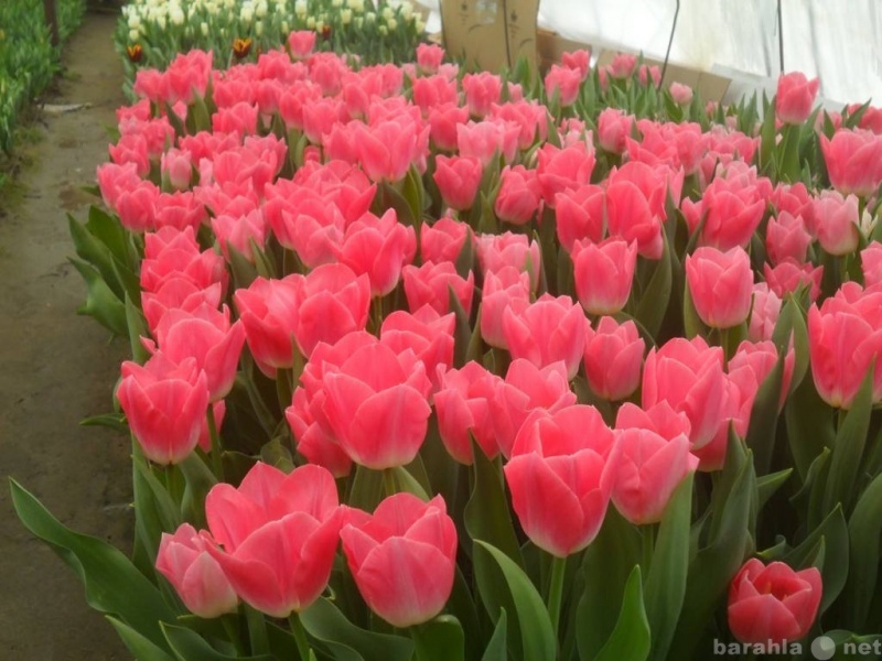 Продам: Тюльпаны оптом к 8 марта