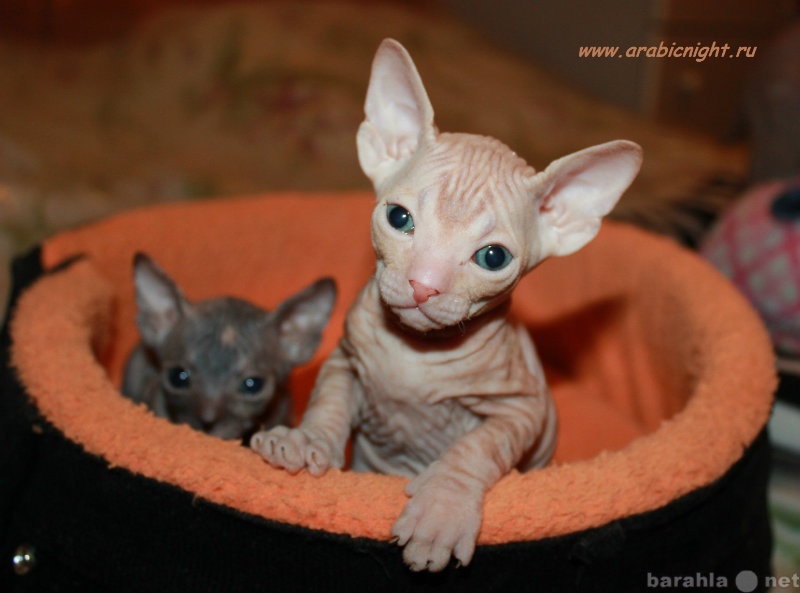 Продам: Донские сфинксы - голые котята
