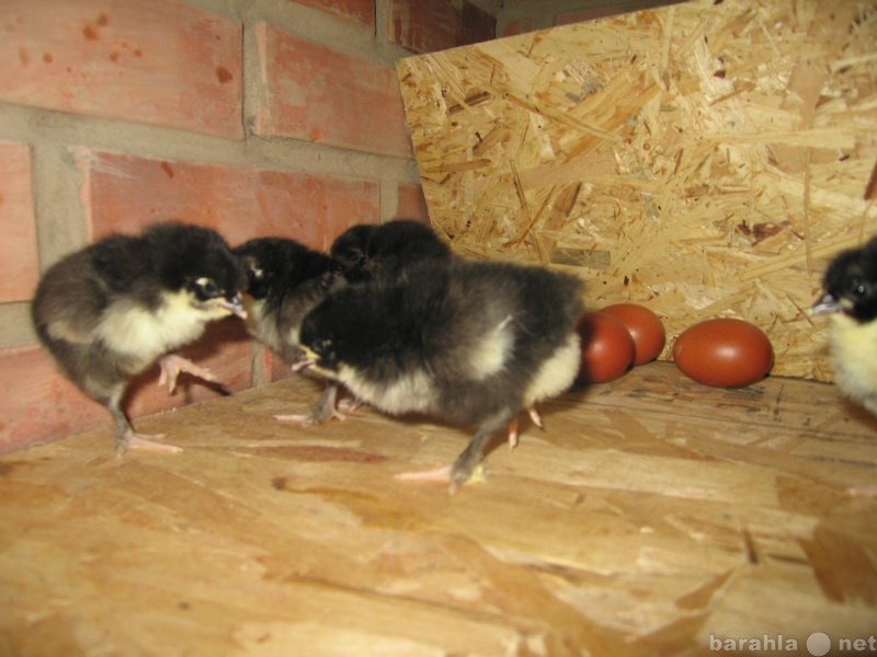 Продам: Инкубационное яйцо и цыплят породы Маран