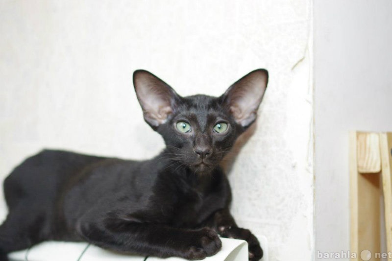 Продам: Ориентальные котята черного окраса