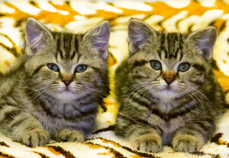 Продам: Британские короткошерстные котята