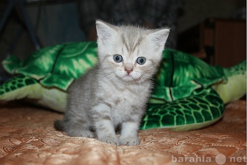 Продам: Британские котята,лил.мраморный кот