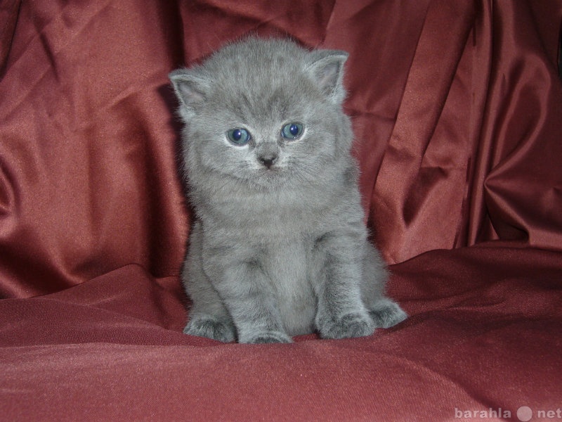 Продам: чистокровные британские котята голубого