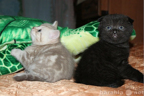 Продам: Британский котенок,котик серебристо-лило