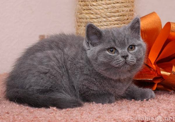 Продам: Шотланского котенка