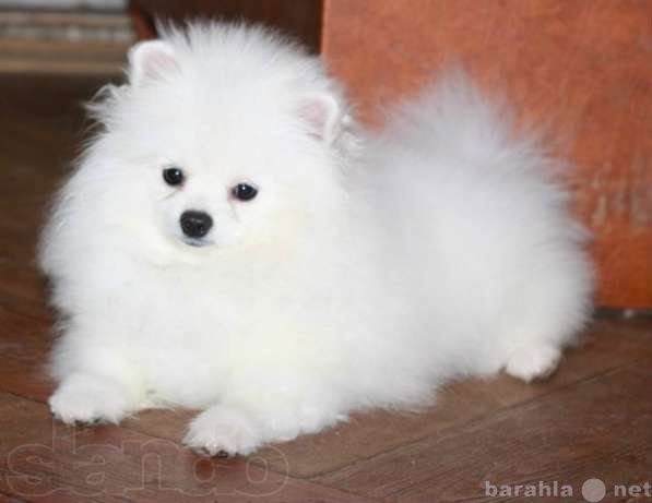 Продам: шпиц снежно белый щенок померанский тип