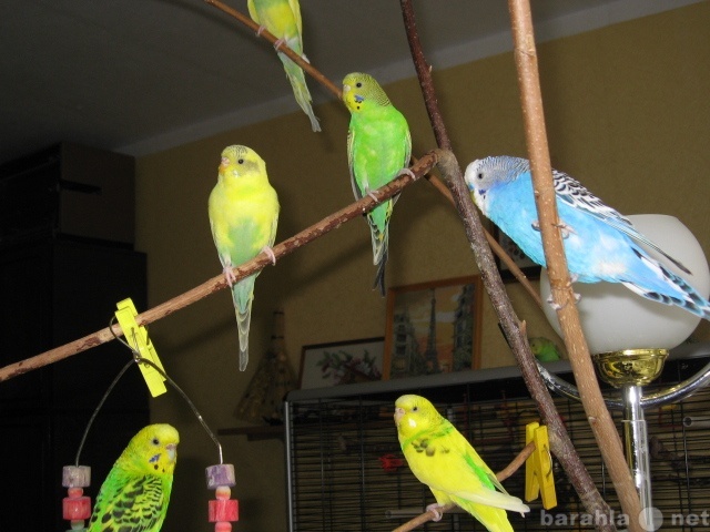Продам: Волнистые попугайчики домашнего разведен