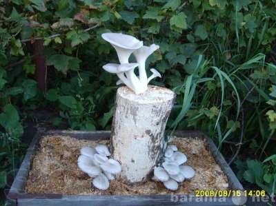Продам: Мицелий (рассада, семена) грибов вешенка