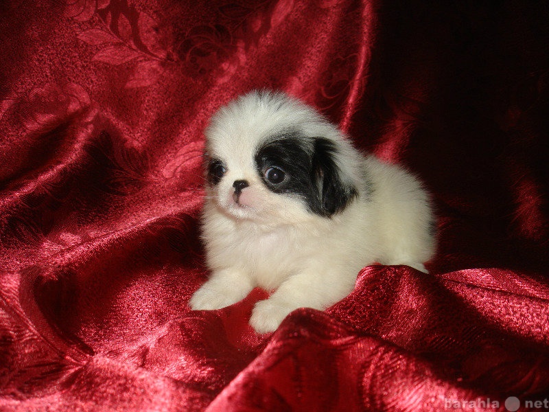 Продам: Японского Хина щенки, миниатюрная собака