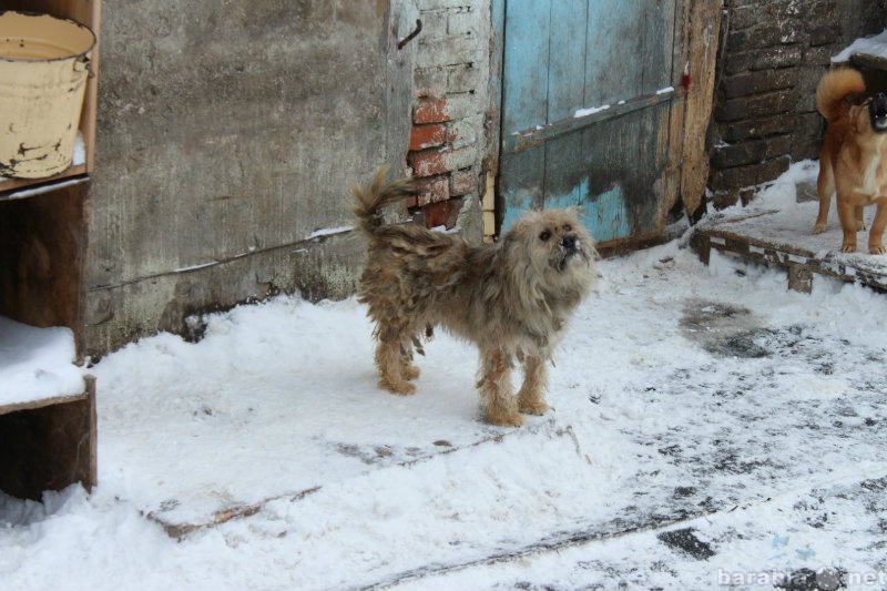 Отдам даром: Собаки с городского приюта ищут дом