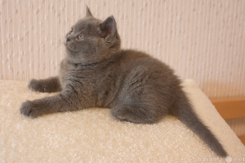 Продам: Великолепные британские голубые котята