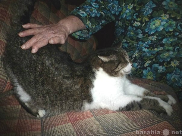 Отдам даром: Кот Яшенька в добрые руки