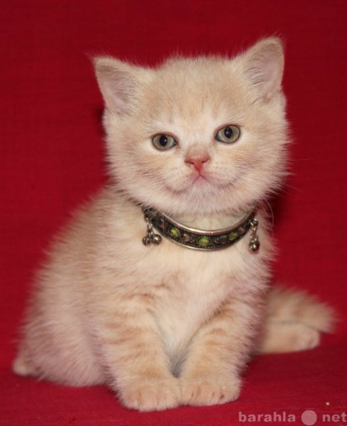 Продам: британский котенок (КРЕМ)