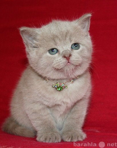 Продам: британский котенок: лавандовая девочка