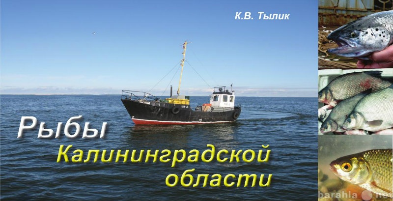 Продам: Анонс книги «Рыбы Калининградской област