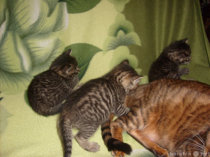 Продам: Котята тойгерята ищут новых родителей