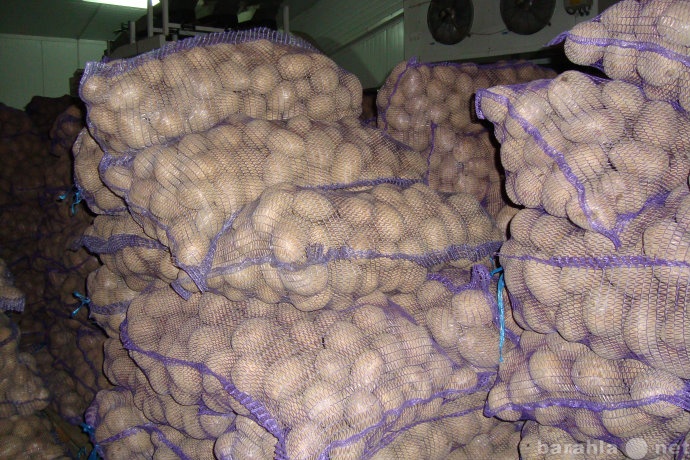 Продам: Картофель оптом от производителя Уфа