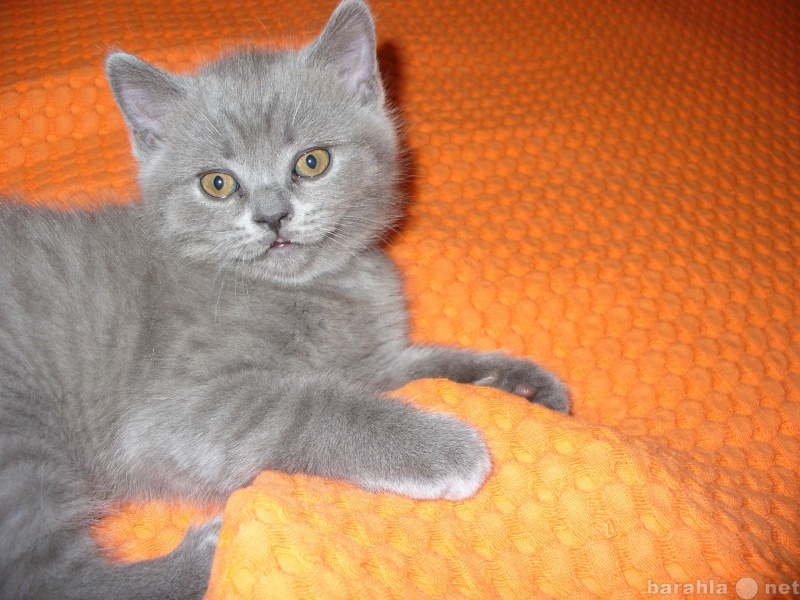 Продам: шотландского котенка (Мончегорск)