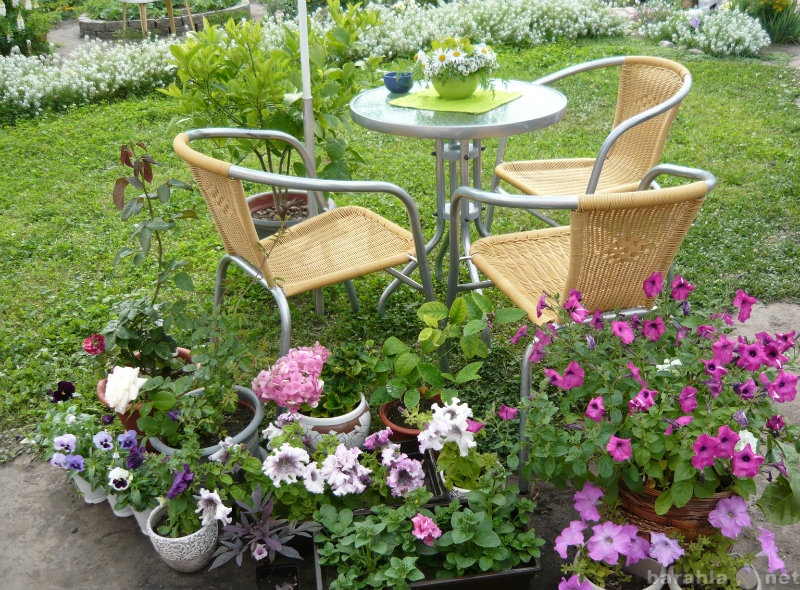Продам: цветы и растения для балкона и сада