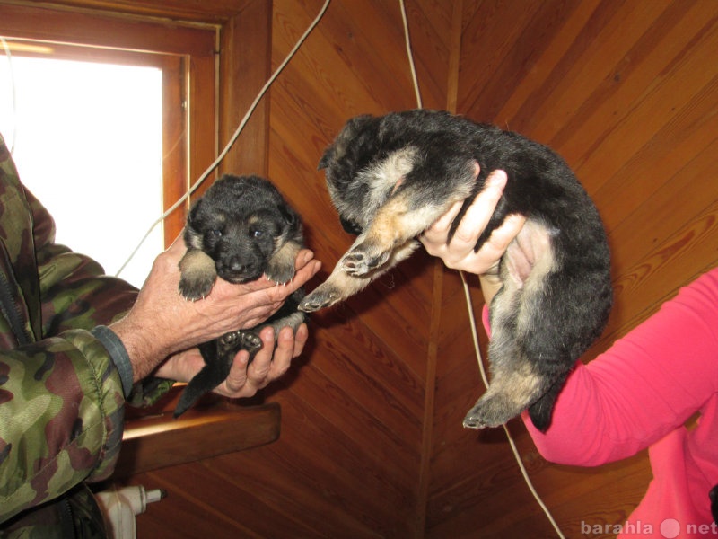 Продам: Продам щенков немецкой овчарки