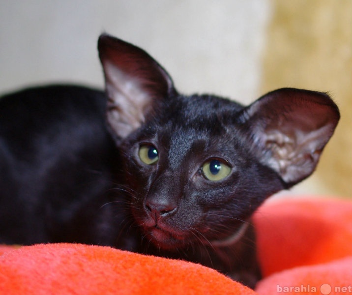 Продам: черный ориентальный котенок Диор Эльдоре