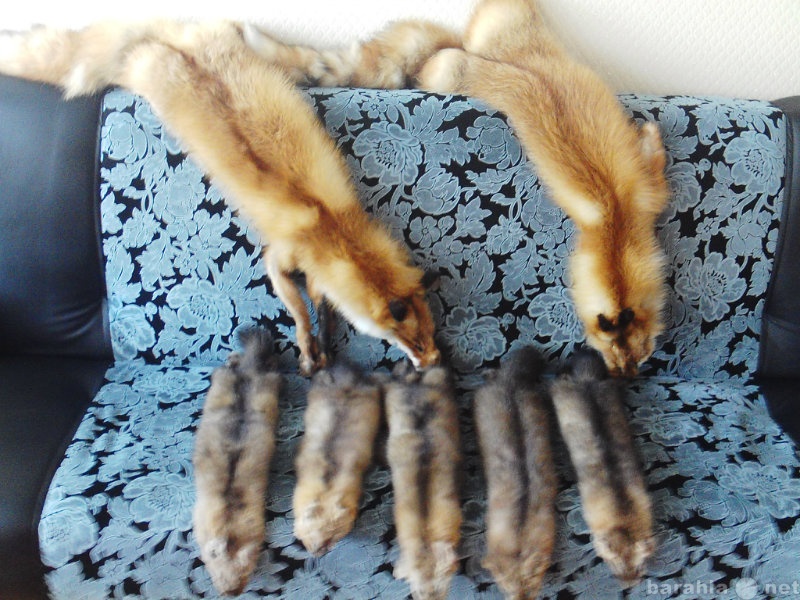 Продам: шкуры выделанной лисы