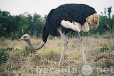 Продам: Продаю африканских страусов