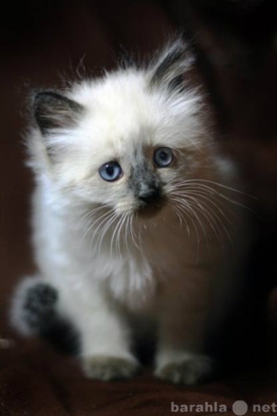 Продам: очаровательные котята Балинезы