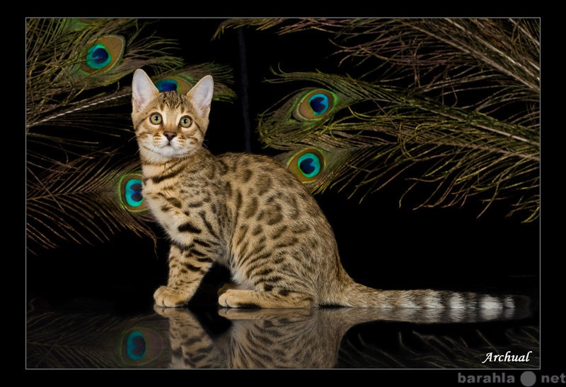 Продам: Бенгальские котята - мини-леопарды