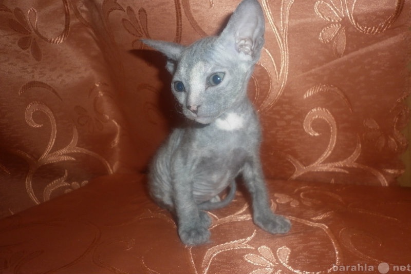 Продам: Продаются котята донского СФИНКСА