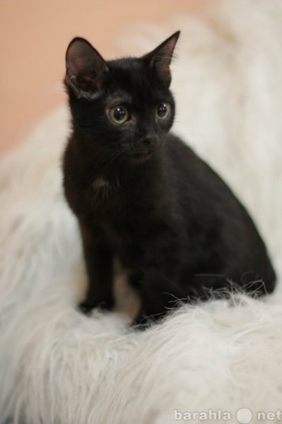 Отдам даром: Настоящая черная кошка