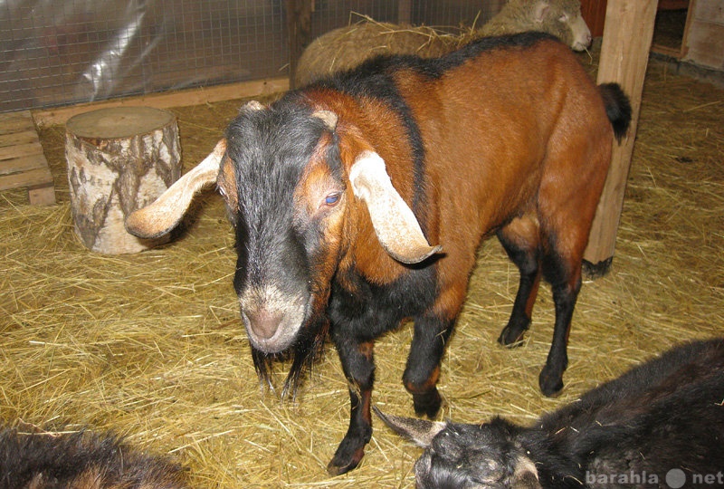 Продам: Нубийского козла с родословной