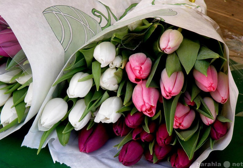Продам: Голландский тюльпан в букетах на 8 Марта