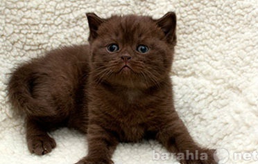 Продам: Британский шоколадный котенок