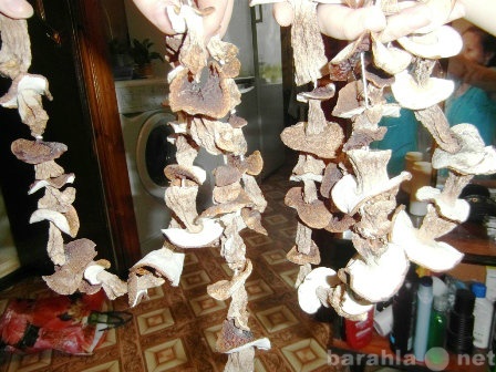 Продам: Продаю сухие белые грибы из Владимирско