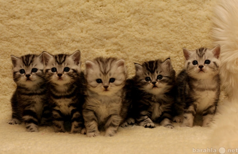 Продам: Британские  мраморные и пятнистые котята