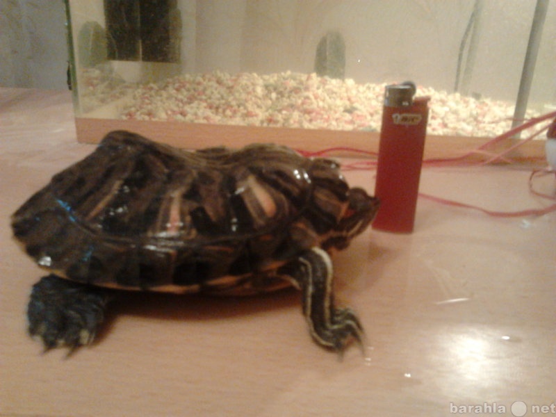 Продам: Красноухая черепаха+аквариум, фильтр.