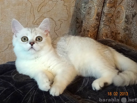 Продам: Британский котенок редкого окраса