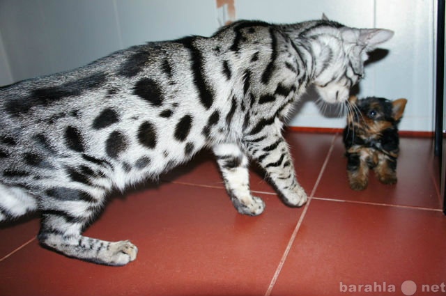 Продам: бенгальские котята разные окрасы