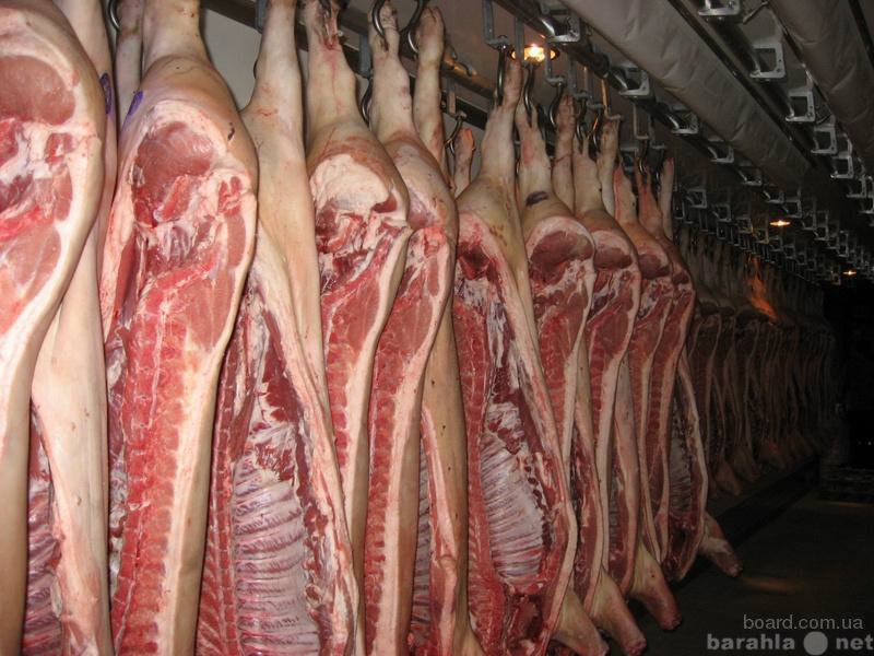 Продам: Продам свежее мясо свинины